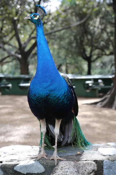一只漂亮的雄性孔雀孔雀在阳光直射时寻找食物 明亮的蓝色孔雀 长着长长的尾巴和五彩斑斓的羽毛 在绿色的草地上漫步 公园里的孔雀 — 图库照片