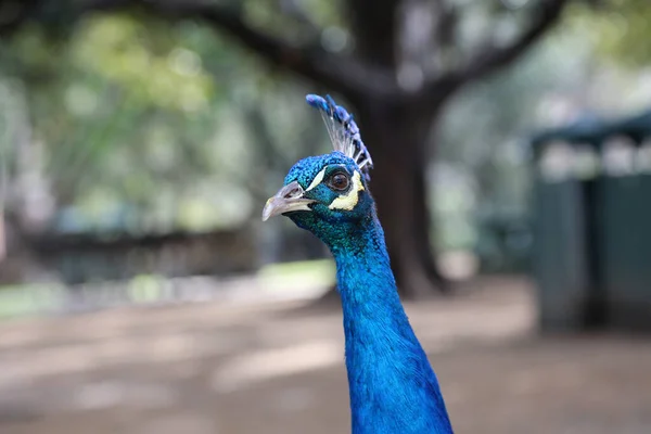 Påfågel Vacker Manlig Påfågel Peacock Letar Efter Mat Medan Direkt — Stockfoto