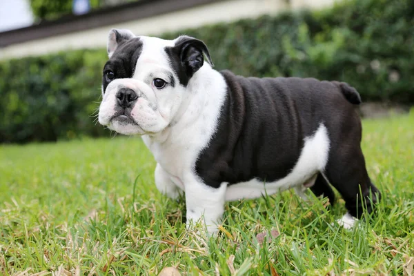 Buldog Bulldog Yavrusu Siyah Beyaz Bulldog Köpeği Beyaz Siyah Fransız — Stok fotoğraf