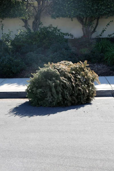 Dead Christmas Tree Christmas Tree Trash Xmas Tree Trash Old — Stock Photo, Image