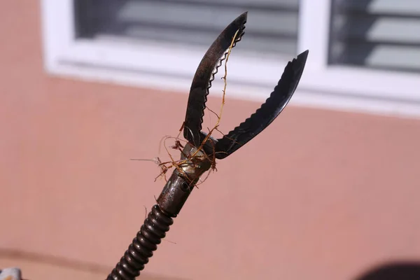 Racines Retirées Tuyau Drainage Des Toilettes Aide Serpent Égout Électrique — Photo