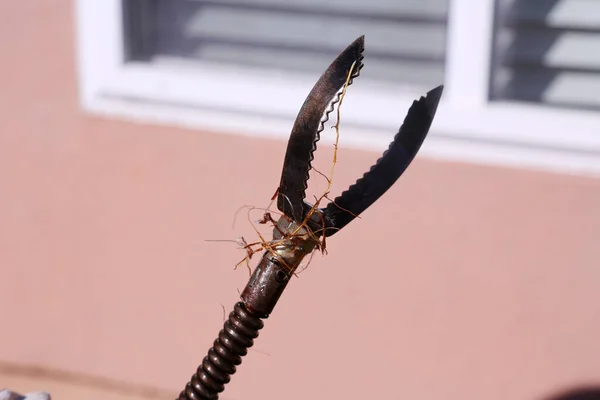 Racines Retirées Tuyau Drainage Des Toilettes Aide Serpent Égout Électrique — Photo