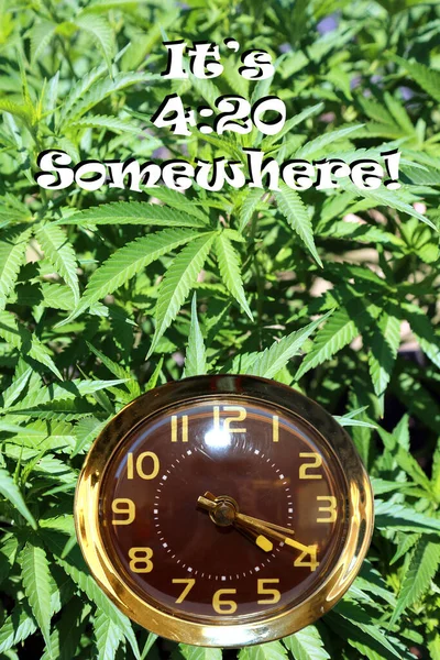 Bir Yerlerde Saat Antika Saati Olan Marihuana Bitkileri Saat Gösteriyor — Stok fotoğraf