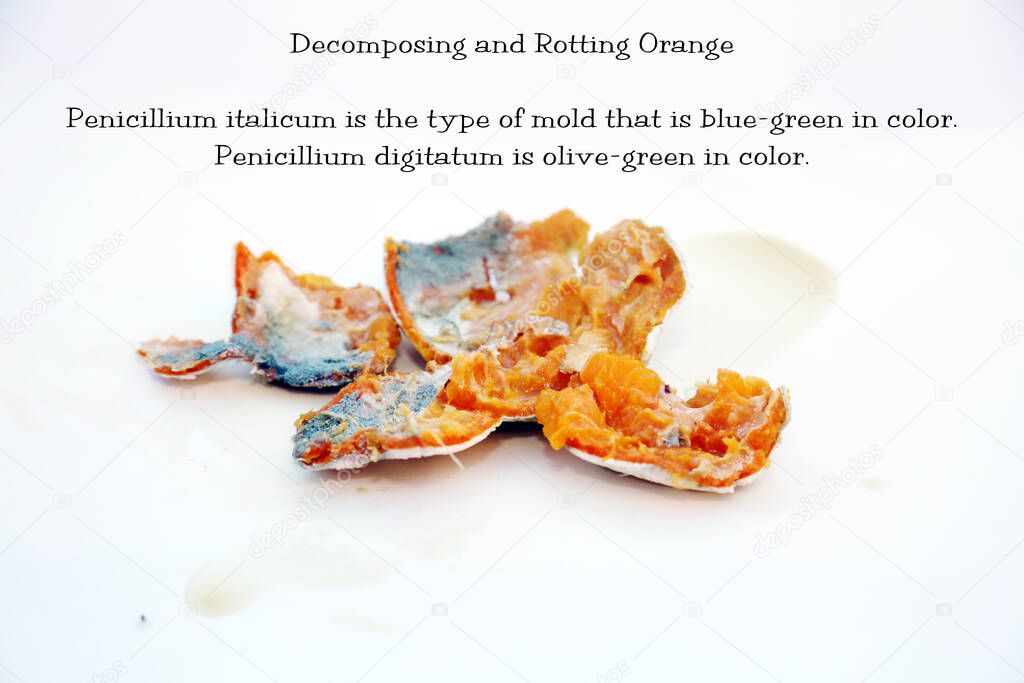 Rotting Orange. An orange in Decomposition with Penicillin Digitaum mold. isolated on white. room for text. Mold growing on an Orange. Green mold on a citrus fruit peel. Penicillin fungus, growing in the form of multicellular filaments. Rotten Orange