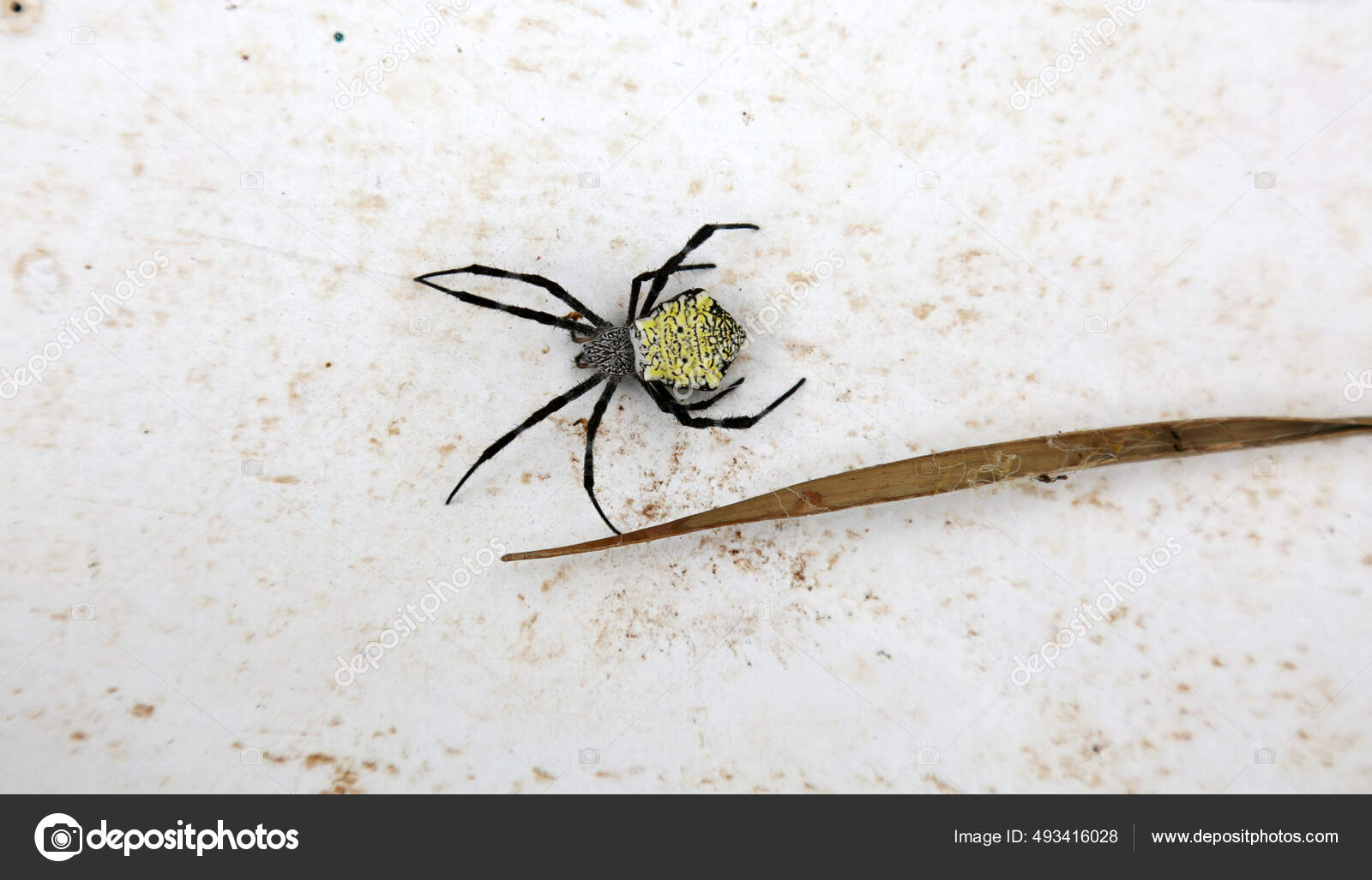 VEJA A TEIA GIGANTE DE ARANHA QUE ACHEI NA AMAZÔNIA #aranha #spider #animals, image size:1600x1027
