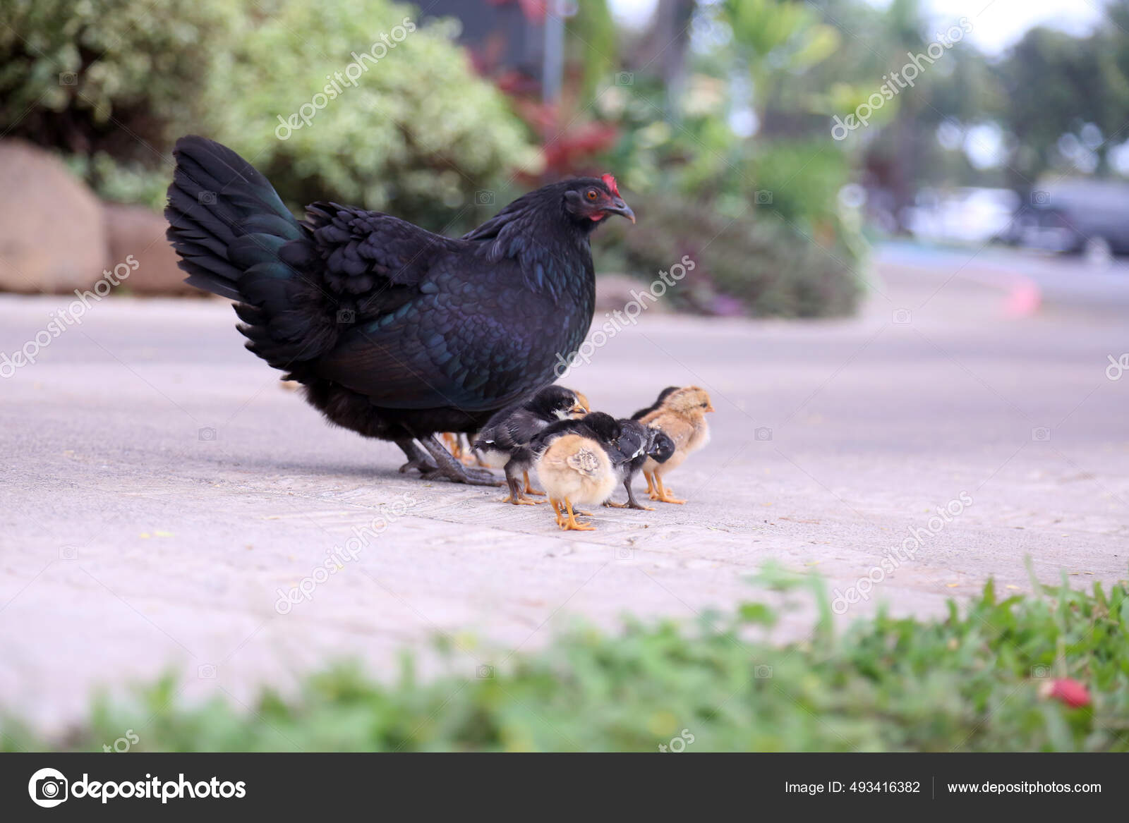 닭고기 아기들 치킨이요 어머니 사육하는 Orpington Hen 오핑턴 Orpington 잉글랜드 — 스톡 사진 © mikeledray  #493416382, image size:1600x1167