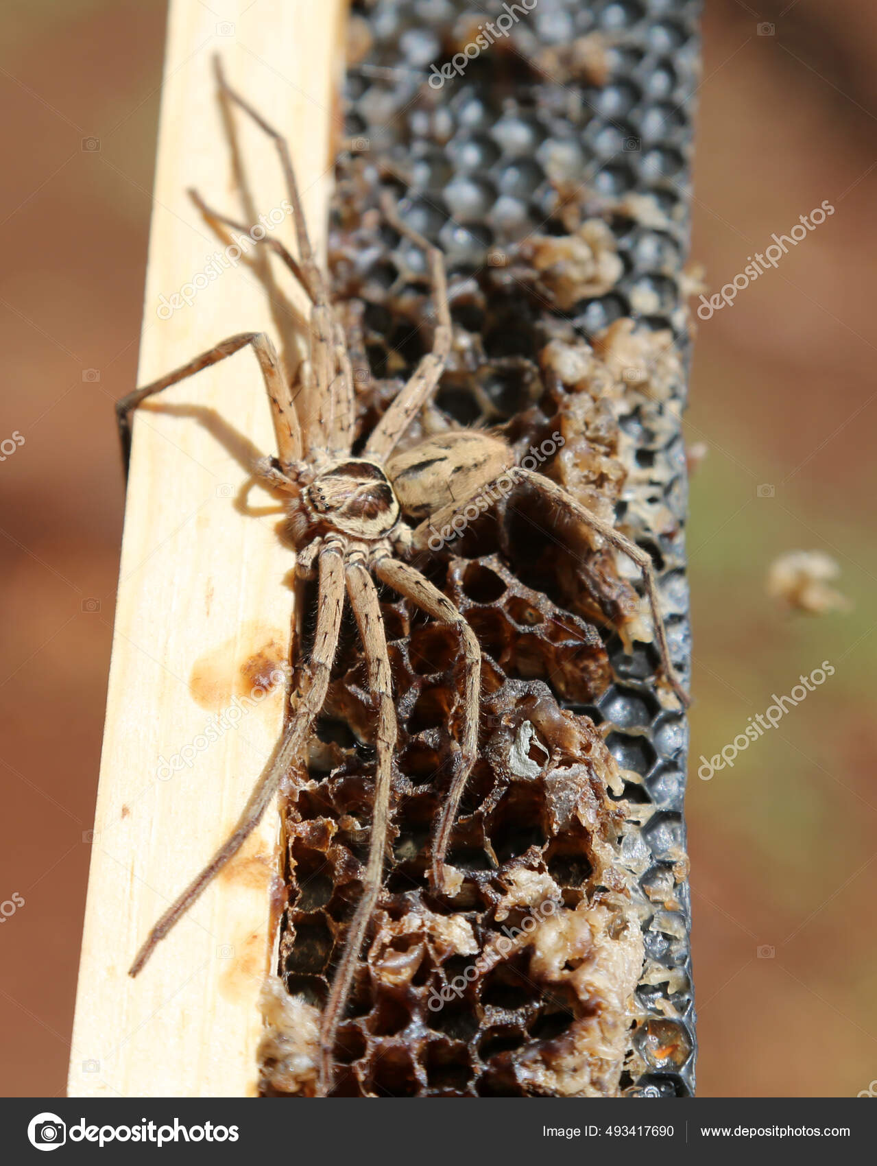 Macro Flose Aranha Macho Fêmea Acasalamento Espécies Tecelões Gigantes  Gigantismo — Foto © Prostock #229716824, image size:1279x1700