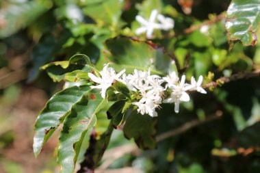 Kahve tarlası. Kahve fabrikası. Kahve çekirdeği. Maui. Maui Hawaii 'de. Kahve çiftliğindeki dalda kahve çekirdekleri. - Kahve. Kahve çekirdekleri toplanmaya hazır. Kahve bitkilerinin olgunlaşması. Olgun meyveli bir kahve ağacının dalı. Yeşil kahve çekirdekleri. Kahve.. 