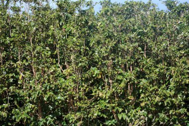 Kahve tarlası. Kahve fabrikası. Kahve çekirdeği. Maui. Maui Hawaii 'de. Kahve çiftliğindeki dalda kahve çekirdekleri. - Kahve. Kahve çekirdekleri toplanmaya hazır. Kahve bitkilerinin olgunlaşması. Olgun meyveli bir kahve ağacının dalı. Yeşil kahve çekirdekleri. Kahve.. 