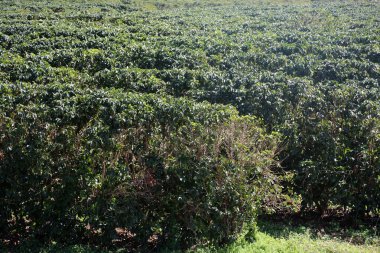 Kahve tarlası. Kahve fabrikası. Kahve çekirdeği. Maui. Maui Hawaii 'de. Kahve çiftliğindeki dalda kahve çekirdekleri. - Kahve. Kahve çekirdekleri toplanmaya hazır. Kahve bitkilerinin olgunlaşması. Olgun meyveli bir kahve ağacının dalı. Yeşil kahve çekirdekleri. Kahve.. 