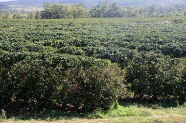 Kahve tarlası. Kahve fabrikası. Kahve çekirdeği. Maui. Maui Hawaii 'de. Kahve çiftliğindeki dalda kahve çekirdekleri. - Kahve. Kahve çekirdekleri toplanmaya hazır. Kahve bitkilerinin olgunlaşması. Olgun meyveli bir kahve ağacının dalı. Yeşil kahve çekirdekleri. Kahve.. 