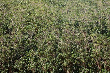 Kahve tarlası. Kahve fabrikası. Kahve çekirdeği. Maui. Maui Hawaii 'de. Kahve çiftliğindeki dalda kahve çekirdekleri. - Kahve. Kahve çekirdekleri toplanmaya hazır. Kahve bitkilerinin olgunlaşması. Olgun meyveli bir kahve ağacının dalı. Yeşil kahve çekirdekleri. Kahve.. 