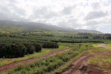 Kahve tarlası. Kahve fabrikası. Kahve çekirdeği. Maui. Maui Hawaii 'de. Kahve çiftliğindeki dalda kahve çekirdekleri. - Kahve. Kahve çekirdekleri toplanmaya hazır. Kahve bitkilerinin olgunlaşması. Olgun meyveli bir kahve ağacının dalı. Yeşil kahve çekirdekleri. Kahve.. 