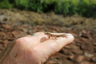 Gecko. Hawaii Gecko 'su. Maui Hawaii Gecko 'su. Vahşi Gecko. Altın tozu günü kertenkelesi. Phelsuma laticauda. Kertenkele. Bebek Hawaii kertenkelesi. Maui kertenkelesi. bebek kertenkele