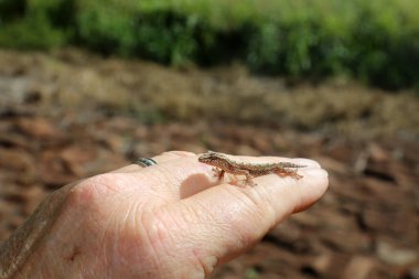 Gecko. Hawaii Gecko 'su. Maui Hawaii Gecko 'su. Vahşi Gecko. Altın tozu günü kertenkelesi. Phelsuma laticauda. Kertenkele. Bebek Hawaii kertenkelesi. Maui kertenkelesi. bebek kertenkele