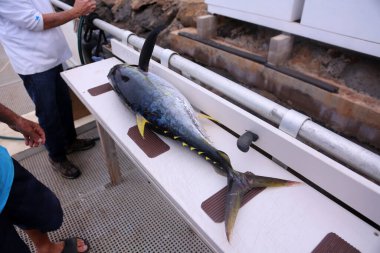 Ton balığı. Ton balığı. Mavi yüzgeçli ton balığı. Thunnus Thynus balığı. Ton balığıyla balık avlama. Ton balığı yemek ve taşımak için oyuluyor. Ölü Balık. Ton balığı balıkçı teknesi. Balıkçı teknesi. Sarı yüzgeçli ton balığı. Thunnus albacares. Sarı Fin Tuna kesiliyor.. 