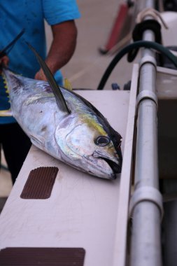 Ton balığı. Ton balığı. Mavi yüzgeçli ton balığı. Thunnus Thynus balığı. Ton balığıyla balık avlama. Ton balığı yemek ve taşımak için oyuluyor. Ölü Balık. Ton balığı balıkçı teknesi. Balıkçı teknesi. Sarı yüzgeçli ton balığı. Thunnus albacares. Sarı Fin Tuna kesiliyor.. 