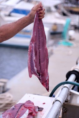 Ton balığı. Ton balığı. Mavi yüzgeçli ton balığı. Thunnus Thynus balığı. Ton balığıyla balık avlama. Ton balığı yemek ve taşımak için oyuluyor. Ölü Balık. Ton balığı balıkçı teknesi. Balıkçı teknesi. Sarı yüzgeçli ton balığı. Thunnus albacares. Sarı Fin Tuna kesiliyor.. 