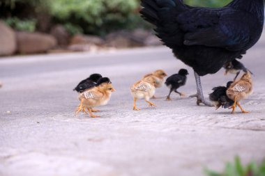 Chicken. Black Chicken. Chicken with her babies. Mother Chicken. free range chickens. Breeding chickens. Orpington Hen with chicks. Orpington is a breed of chicken named after the town of Orpington, Kent, in south-east England. Cluck Cluck. Chicken. clipart