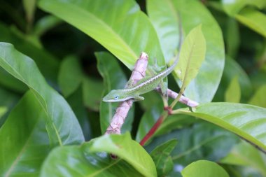 Amerikan yeşil Anole Kertenkelesi. Anolis carolinensis. Amerikan bukalemunu. Yeşil yapraklı yeşil Anole. Ormanda bukalemun kertenkelesi. Maui Hawaii 'de çalılıklarda yaşayan Vahşi Anolis Kertenkelesi. Maui Hawaii 'de yaşayan bukalemun kertenkelesi. Yeşil anole kertenkelesi. 