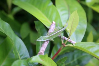 Amerikan yeşil Anole Kertenkelesi. Anolis carolinensis. Amerikan bukalemunu. Yeşil yapraklı yeşil Anole. Ormanda bukalemun kertenkelesi. Maui Hawaii 'de çalılıklarda yaşayan Vahşi Anolis Kertenkelesi. Maui Hawaii 'de yaşayan bukalemun kertenkelesi. Yeşil anole kertenkelesi. 
