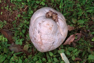 Hindistan cevizi. Hindistan cevizi ağacında yetişen hindistan cevizleri. Taze hindistan cevizi. Hindistan cevizi palmiyesi ağacı. Hindistan cevizi palmiyesi. Palmiye ağacı. Vahşi Hindistan cevizleri. Cocos nucifera. COCONUT terimi 16. yüzyıl Portekiz ve İspanyol hindistancevizinden türemiştir.. 