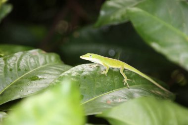Anolis Carolinensis Kertenkelesi. Anolis carolinensis. Güzel Yeşil Alonlis Chameleon en sevdiği bitkide yemek için böcek arıyor. Yeşil Anole. Anolis carolinensis. 