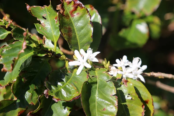 Koffie Plantage Koffie Plant Koffiebonen Met Maui Maui Hawaï Koffiebonen — Stockfoto