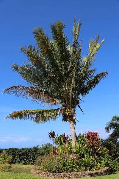 Kokospalmträd Palmer Kokospalm Kokosnöt — Stockfoto