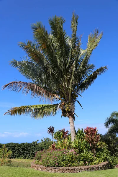 Kokospalme Palme Kokospalmen Kokosnuss — Stockfoto