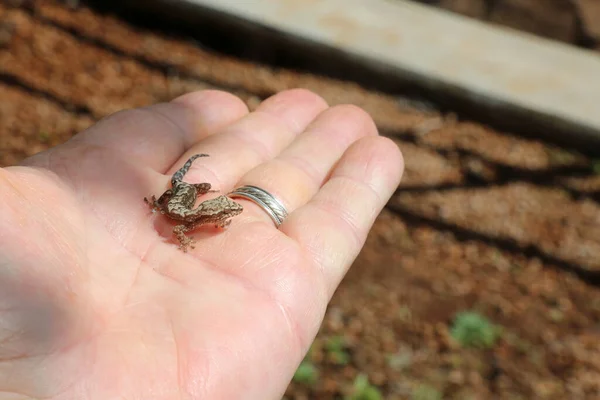 Gecko Gecko Hawaïen Maui Hawaii Gecko Wild Gecko Gold Dust — Photo