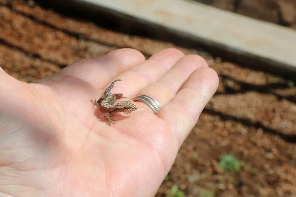 Гекко Гавайський Гекон Мауї Гаваї Gecko Дикий Геко День Золотого — стокове фото