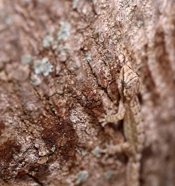 夏威夷Gecko 毛伊夏威夷Gecko 野生壁虎 金尘日壁虎 Phelsuma Laticauda 夏威夷壁虎宝宝 毛伊壁虎 小蜥蜴 — 图库照片