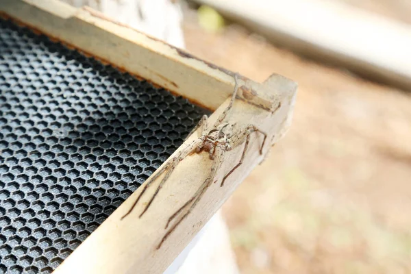 Caçador Aranha Cain Spider Uma Grande Aranha Caçada Peluda Heteropoda — Fotografia de Stock