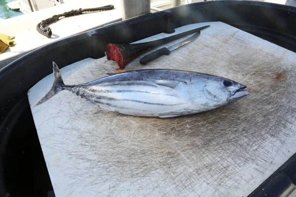 マグロ魚 マウイ島でのスポーツフィッシング 魚にも感情がある 青いフカヒレマグロ ツヌス チヌス フィッシュ — ストック写真