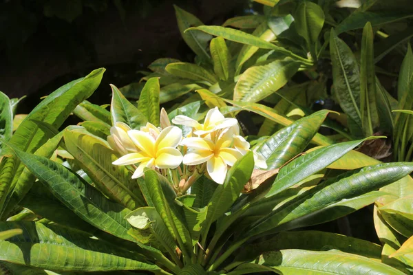 Plumeria Flor Plumeria Plumeria Plant Flor Havaiana Havaí Maui Amarelo — Fotografia de Stock