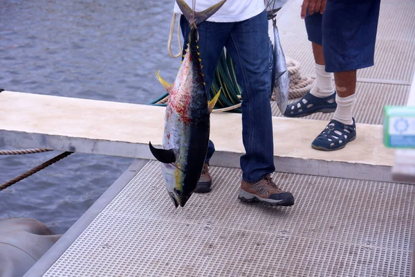 Atún Pez Atún Atún Aleta Azul Thunnus Thynnus Pescado Charter —  Fotos de Stock