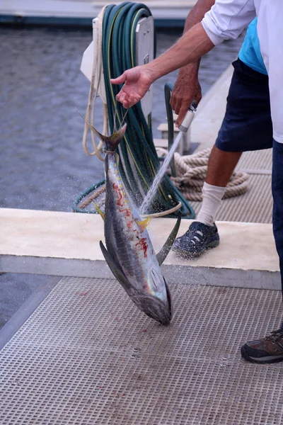 Tonijnvissen Tonijn Blauwe Tonijn Thunnus Thynnus Vis Charter Vissen Met — Stockfoto