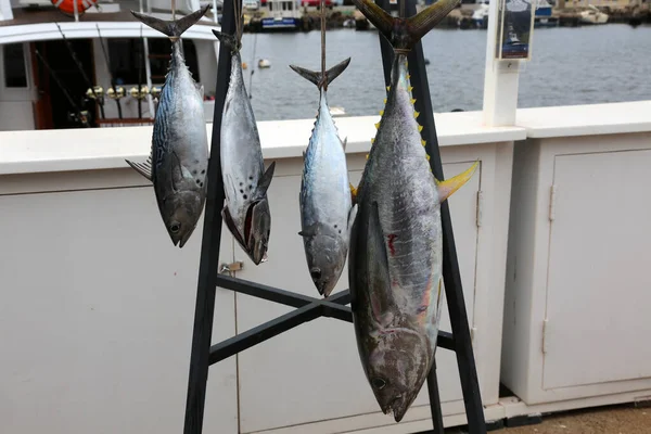 Tonfiskfisk Tonfisk Blåfenad Tonfisk Thunnus Thynnus Fisk Charterfiske Med Tonfisk — Stockfoto