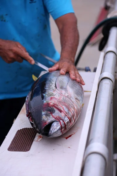 Tonfiskfisk Tonfisk Blåfenad Tonfisk Thunnus Thynnus Fisk Charterfiske Med Tonfisk — Stockfoto