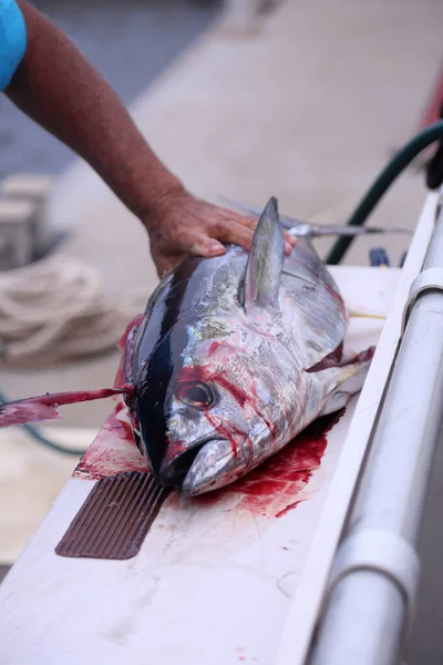 マグロ魚 マグロ 青いフカヒレマグロ Thunus Thynus魚 マグロ漁のチャーター マグロの魚を食べると輸送のために刻まれている 死んだ魚 マグロ漁船 黄色いフカヒレマグロ — ストック写真