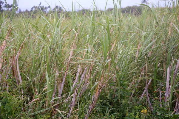 Caña Azúcar Caña Azúcar Caña Azúcar Son Varias Especies Hierbas — Foto de Stock