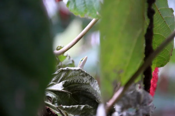 美国绿色的Anole蜥蜴 Anolis Carolinensis 美国变色龙 绿叶上的绿孔 在丛林里的变色龙蜥蜴 野生的阿诺里斯蜥蜴生活在夏威夷毛伊岛的灌木丛中 生活在夏威夷毛伊岛的变色龙蜥蜴 绿茴香蜥蜴 — 图库照片