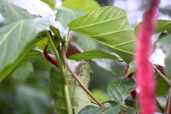 Amerikanska Gröna Anole Lizard Anolis Carolinensis Amerikansk Kameleont Gröna Anole — Stockfoto