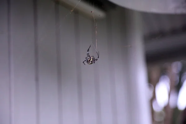 Aranha Aranha Tecelã Araneidas Araneidae Araneidae Aranha Tecelã Orb Weaver — Fotografia de Stock