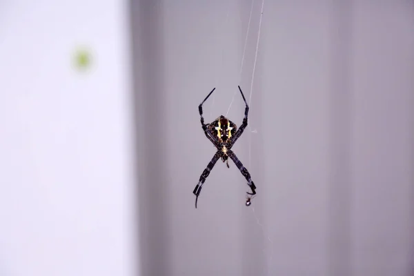 스파이더 Araneids 입니다 Araneidae Orb Weaver Spider 마우이 하와이의 스파이더 — 스톡 사진