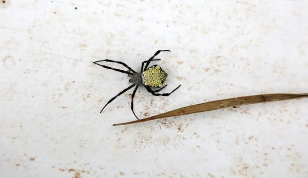 斯派德编织机蜘蛛 Araneids 头角蛛 Araneidae Orb Weaver Spider 毛伊夏威夷的Orb Weaver蜘蛛 — 图库照片