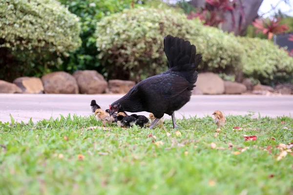 Kyckling Svart Kyckling Kyckling Med Sina Barn Moderkyckling Frigående Kycklingar — Stockfoto