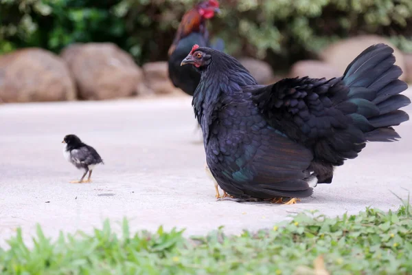 Korkak Kara Tavuk Bebekleriyle Tavuk Tavuk Ana Serbest Çiftlik Tavukları — Stok fotoğraf