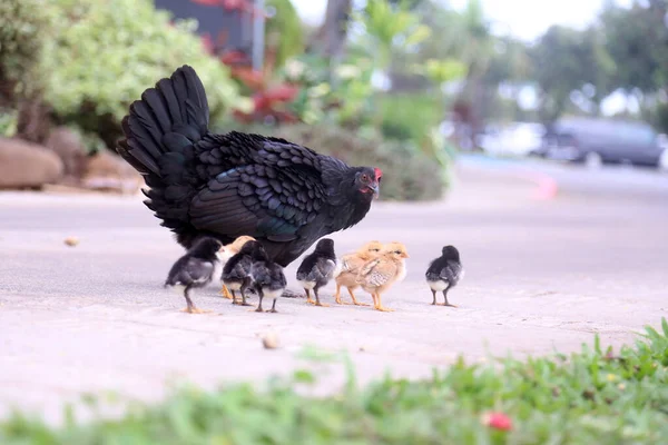 Huhn Schwarzes Huhn Huhn Mit Ihren Babys Mutter Huhn Freilandhühner — Stockfoto